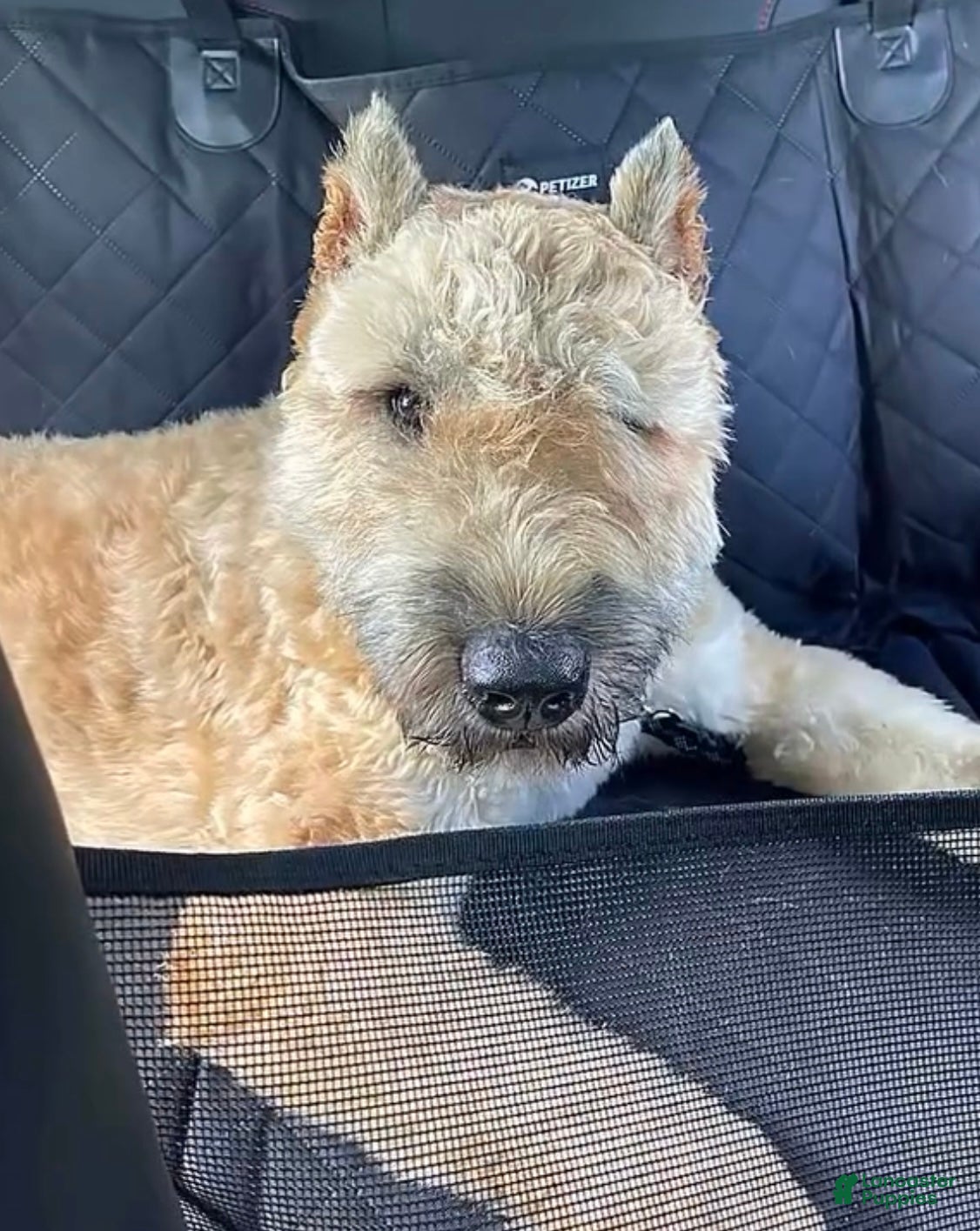 Bouvier Des Flandres Puppies for sale Lancaster Puppies