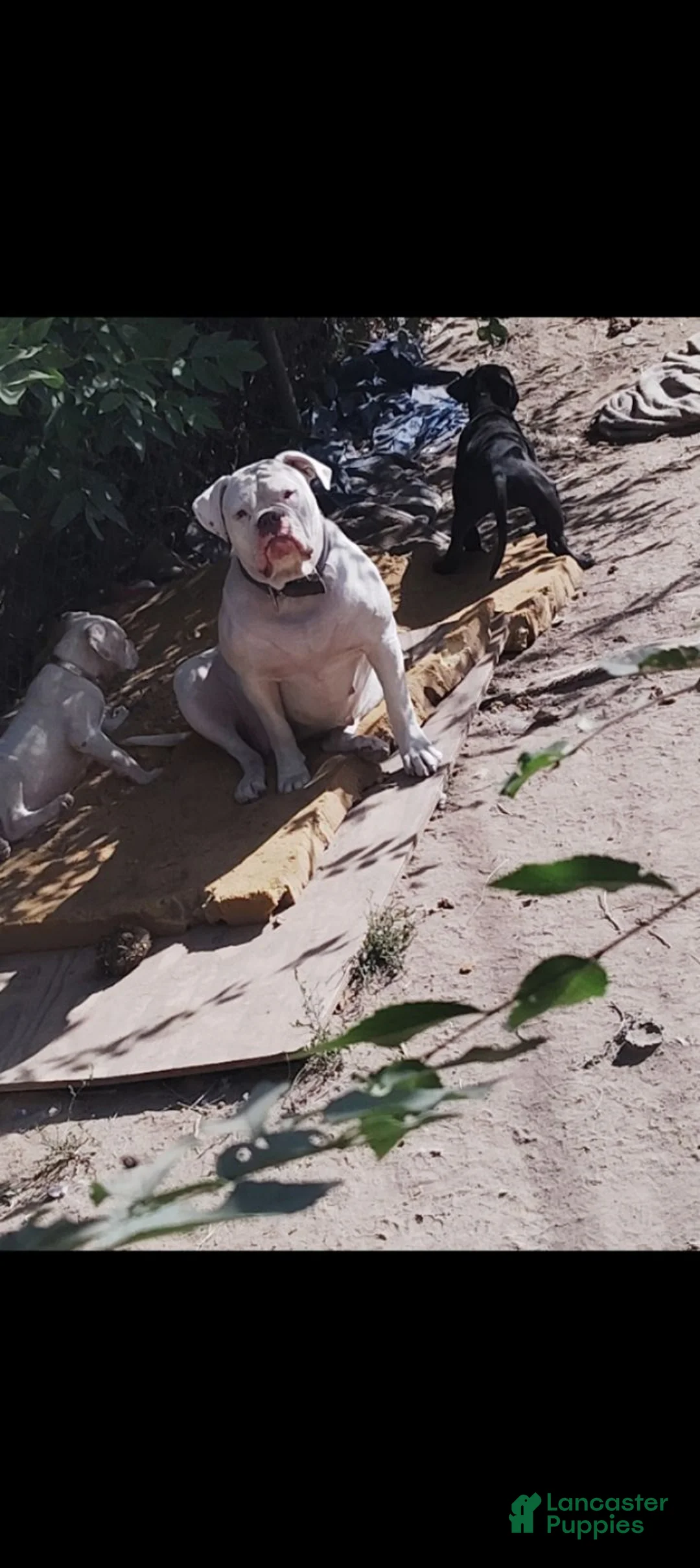 Mixed Breed dogs for sale: Mixed Breed 1 - Ad 2