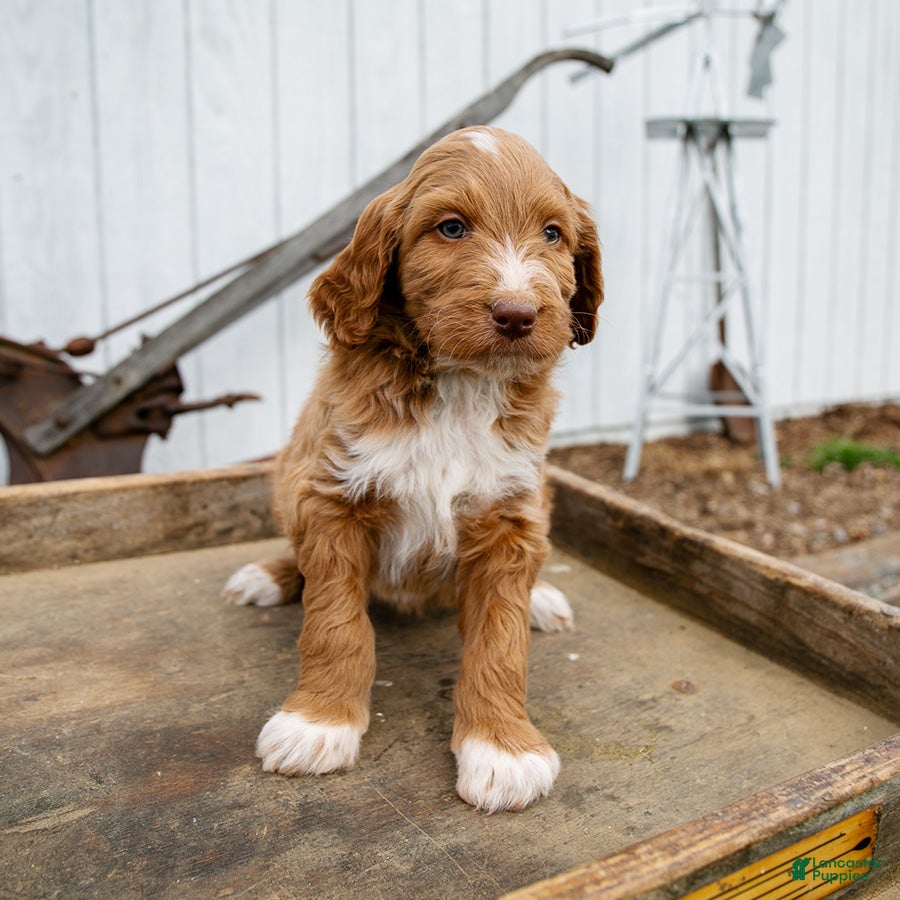 Goldendoodle dogs Molly - Ad 17