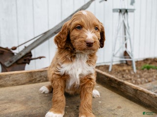 Goldendoodle dogs Molly - Ad 17