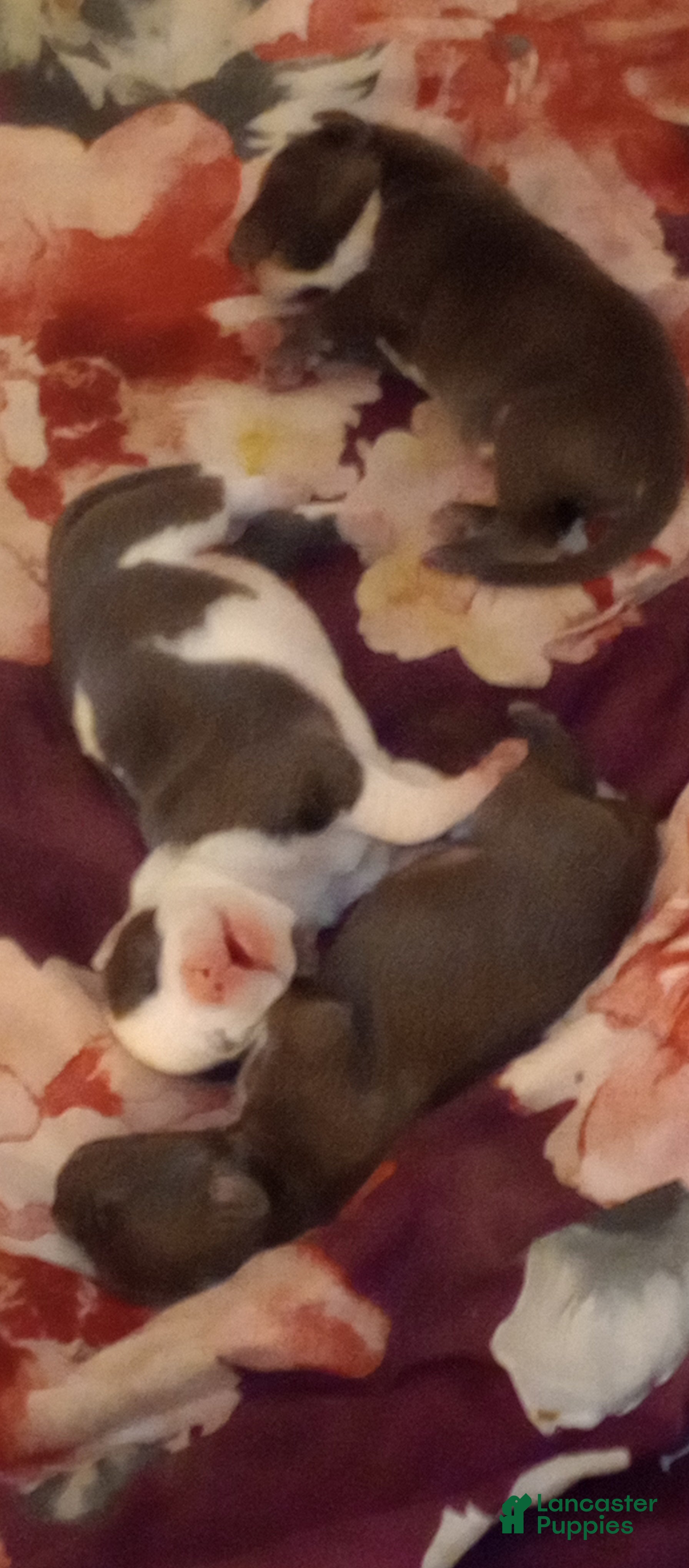 Mixed Breed dogs for sale: Mixed Breed 4 - Ad 2