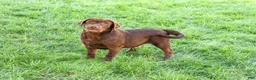 Labrador Retriever dogs for sale: Samuel - Ad 3