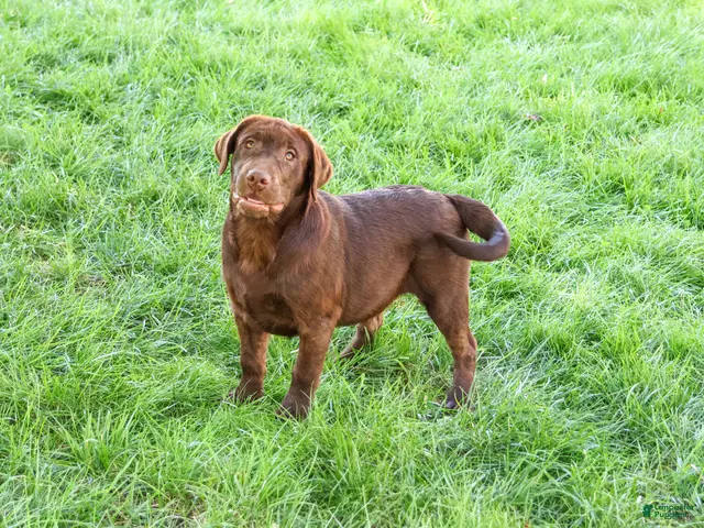 Labrador Retriever dogs for sale: Samuel - Ad 2