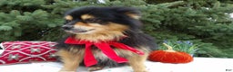 Pomeranian dogs for sale: Roger - Ad 2