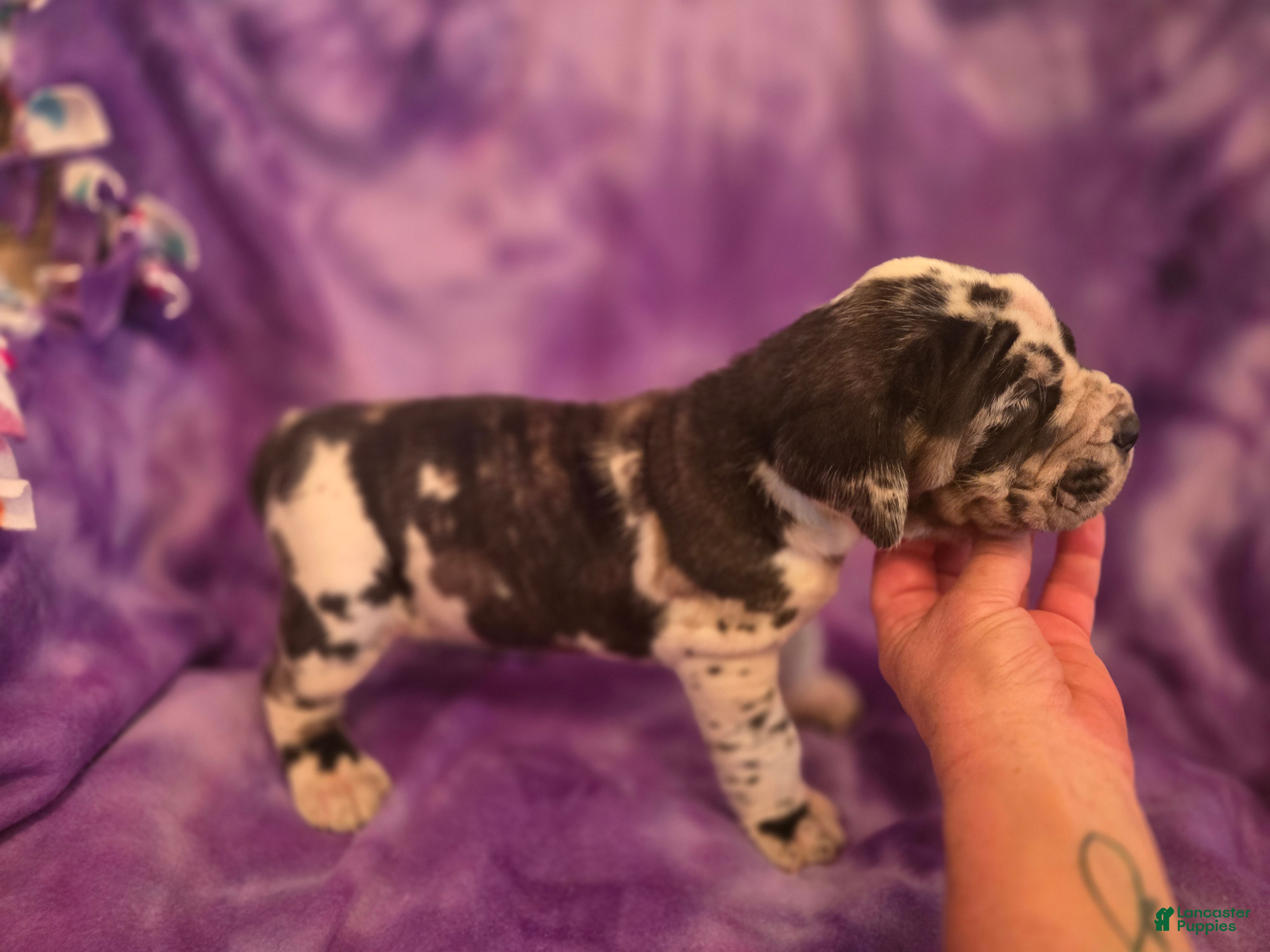 Mixed Breed dogs Xeana - Ad 2