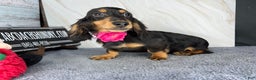 Miniature Dachshund dogs for sale: Ch imports - Ad 10