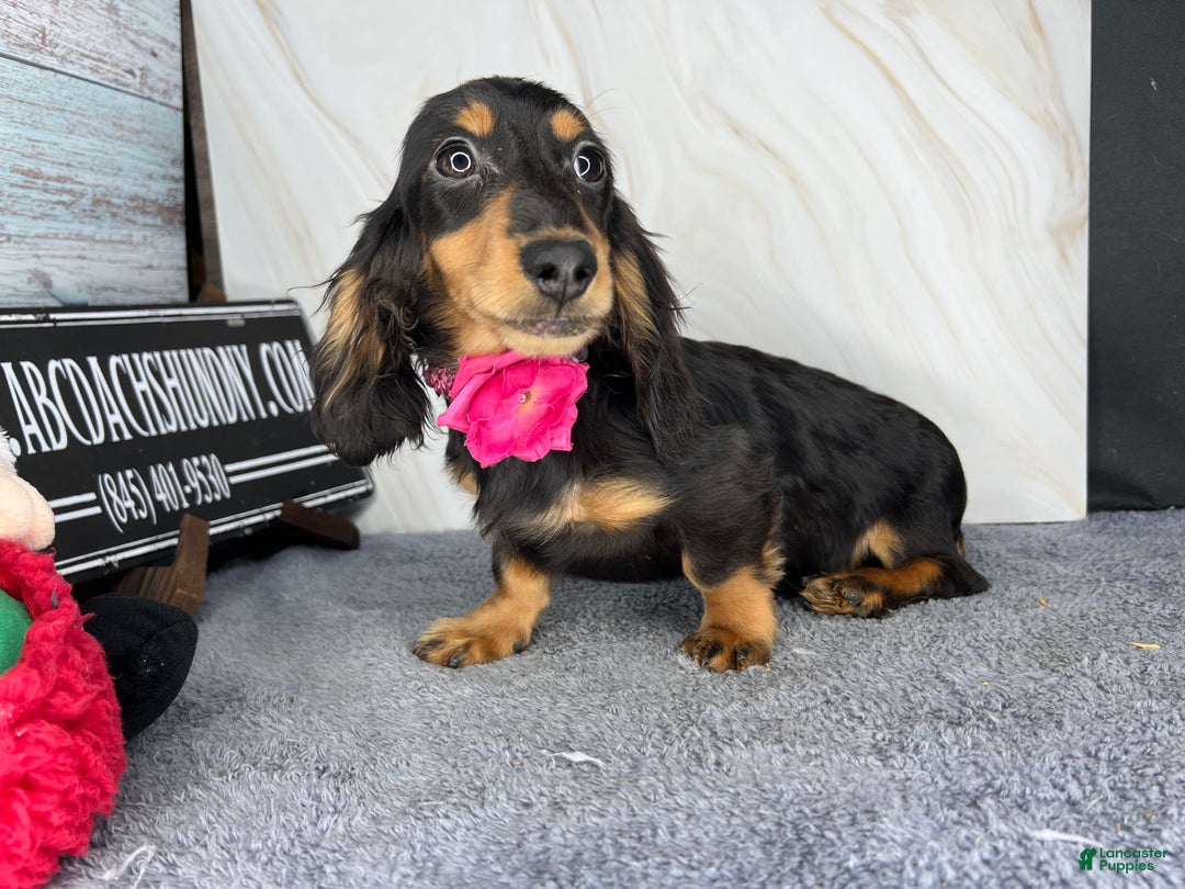 Miniature Dachshund dogs for sale: Ch imports - Ad 10
