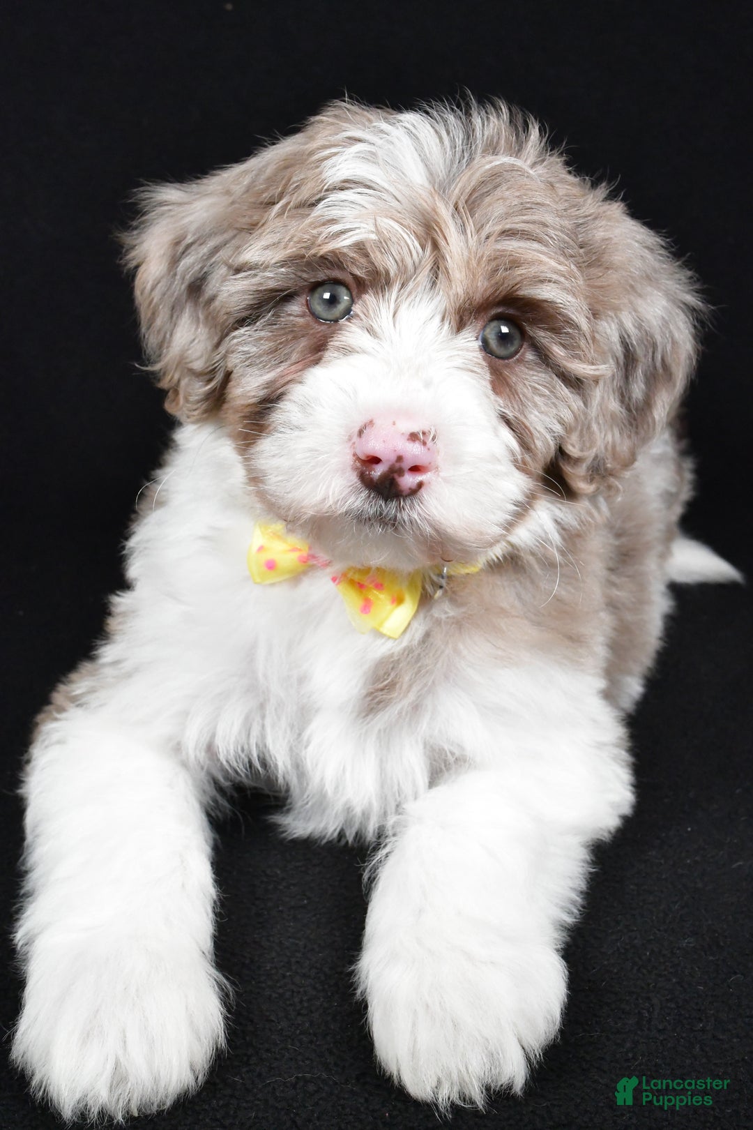 Sheepadoodle dogs for sale: Champion - Ad 4
