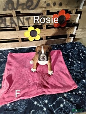 Boxer dogs Rosie - Ad 42
