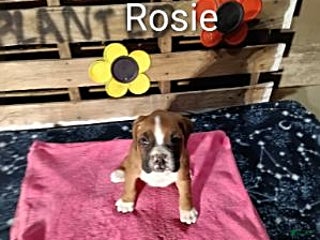 Boxer dogs Rosie - Ad 34