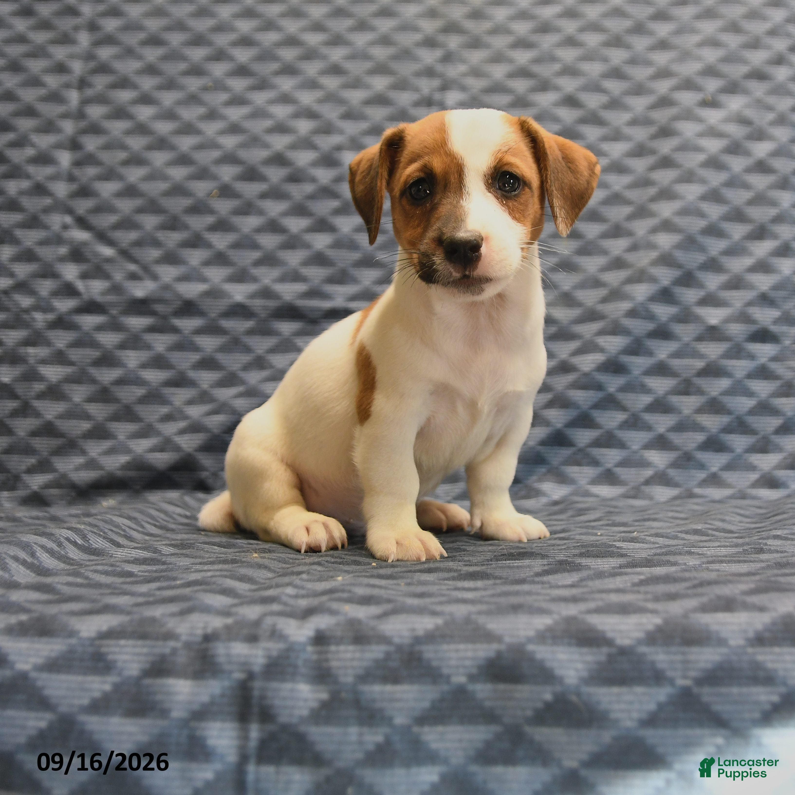 Jack Russell Terrier dogs Rambo - Ad 1