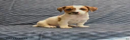 Jack Russell Terrier dogs for sale: Rambo - Ad 1