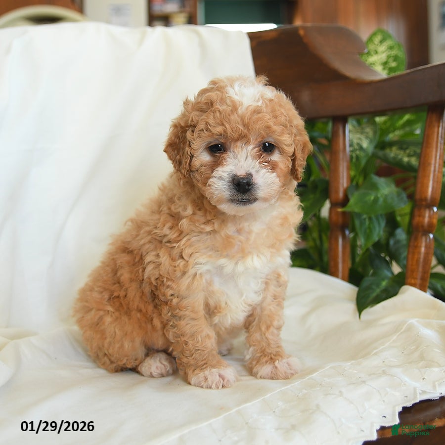 Miniature Poodle dogs for sale: Josie - Ad 1