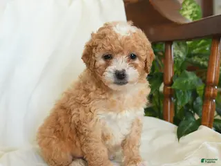 Miniature Poodle dogs for sale: Josie - Ad 1