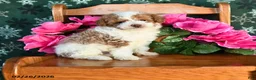 Toy Poodle dogs for sale: Rocky - Ad 1
