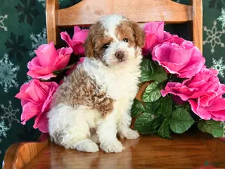 Toy Poodle dogs for sale: Rocky - Ad 2