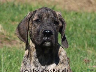 Great Dane dogs Great Dane Puppy 1 - Ad 23