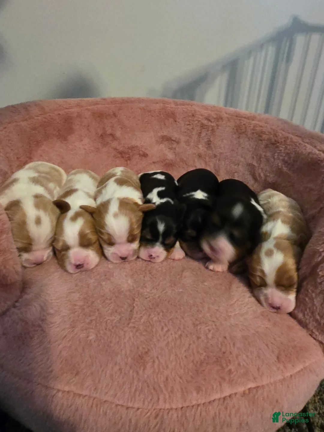 Cavalier King Charles Spaniel dogs for sale: Dexter - Ad 13