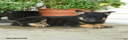 Gerberian Shepsky dogs for sale: Tyson - Ad 4