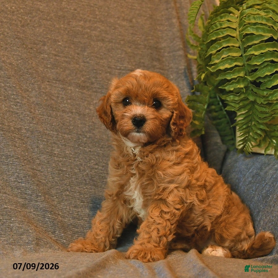 Cavapoo dogs Starburst  - Ad 1