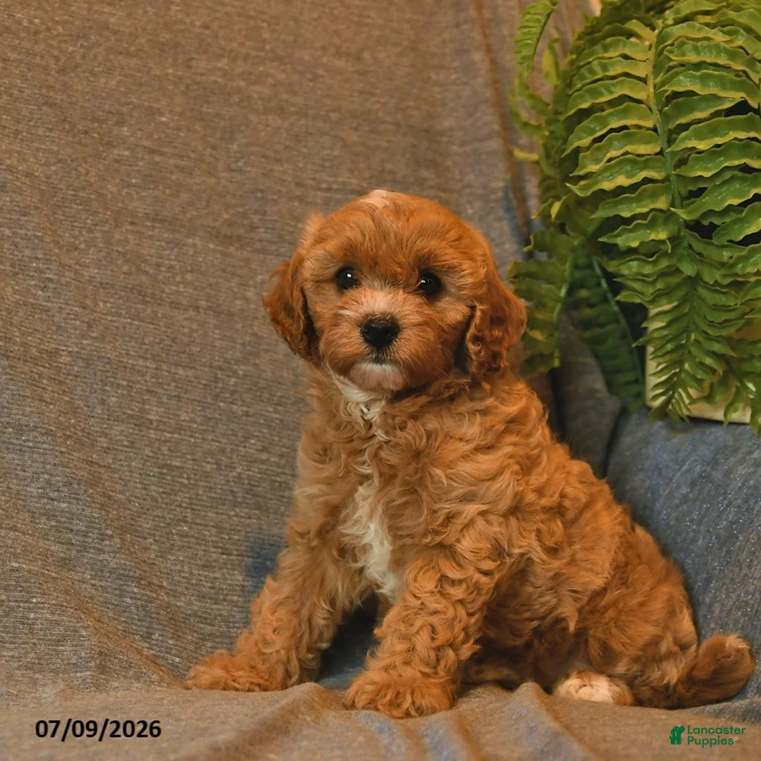 Cavapoo dogs for sale: Starburst  - Ad 1