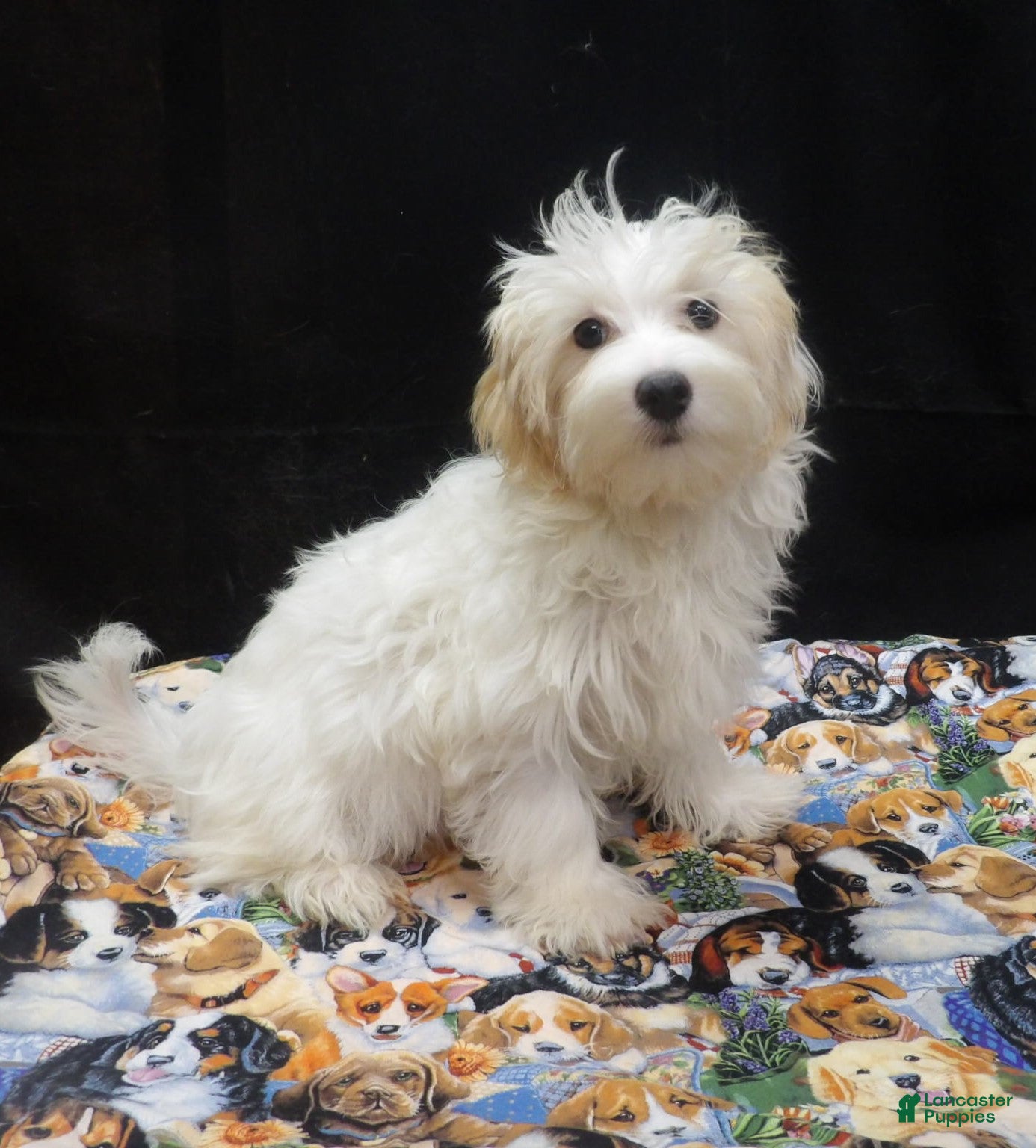 Maltipoo dogs for sale: Saxen - Ad 36
