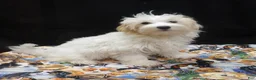 Maltipoo dogs for sale: Saxen - Ad 1