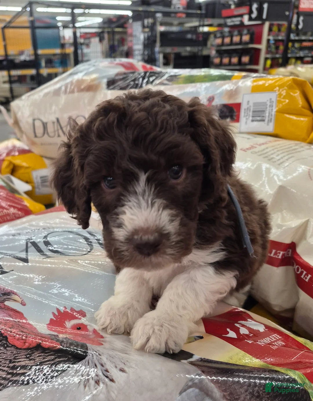 Labradoodle dogs for sale: *REDUCED* Gomphrena  - Ad 2