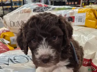 Labradoodle dogs *REDUCED* Gomphrena - Ad 40