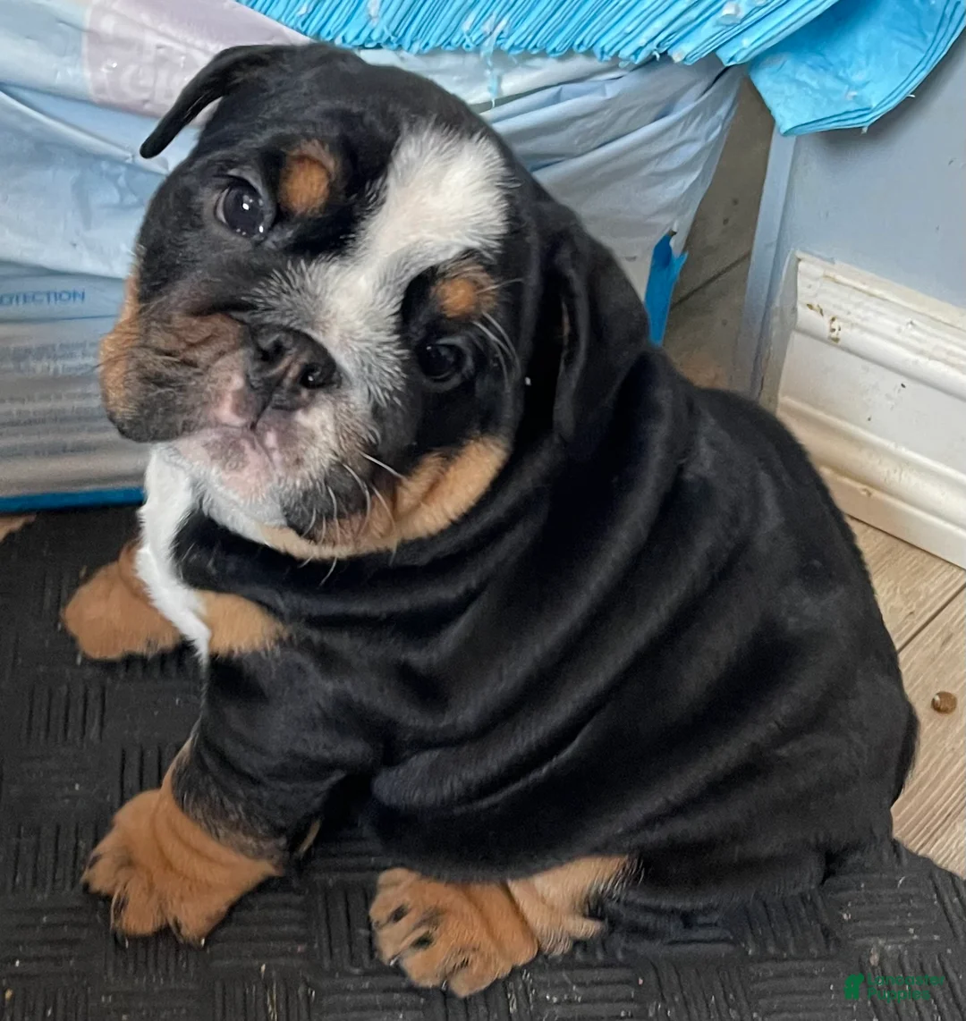 English Bulldog dogs for sale: Sophie - Ad 2