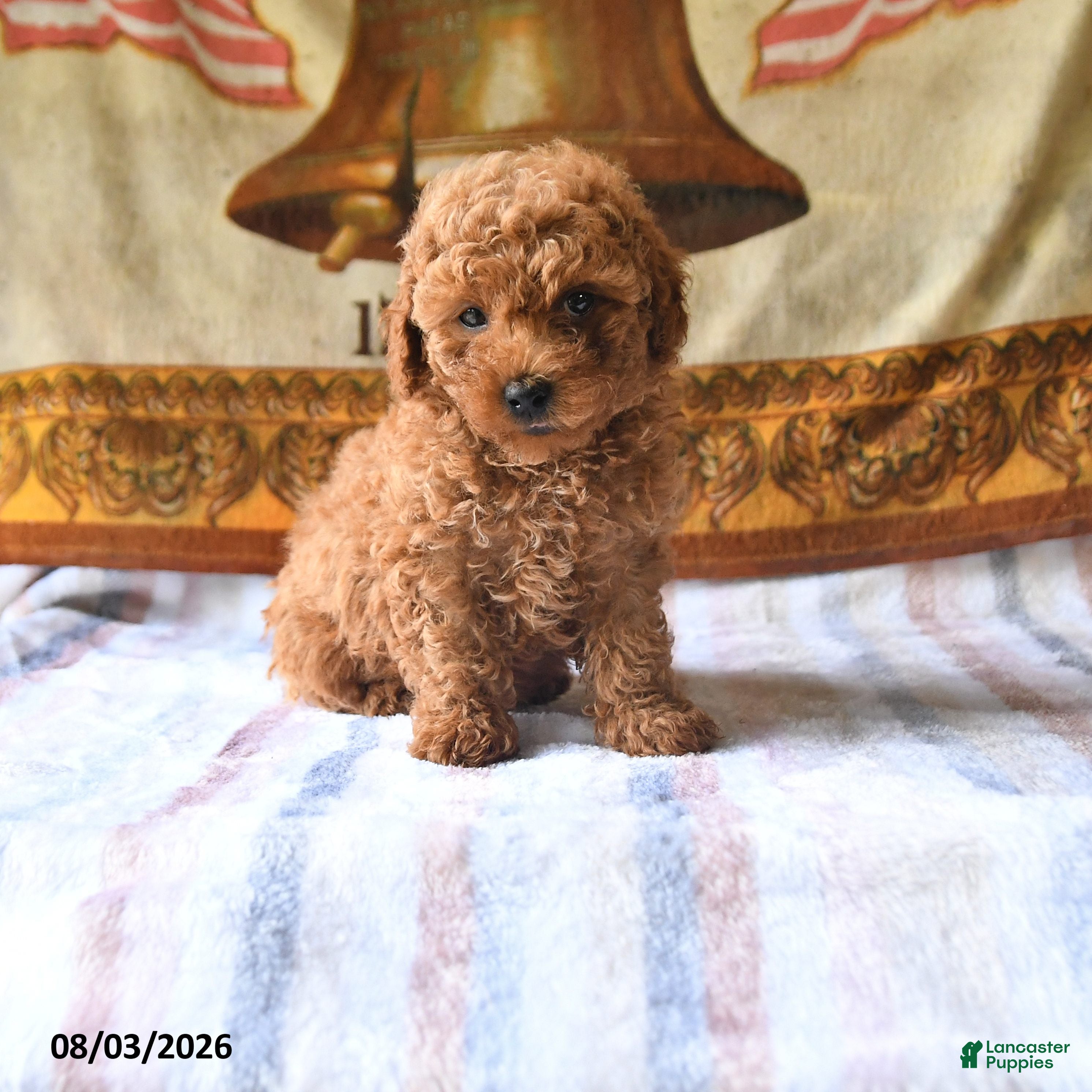 Toy Poodle dogs Austin - Ad 1