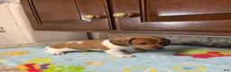 Miniature Dachshund dogs for sale: Ayaan  - Ad 6