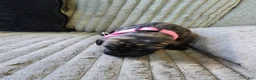 Mixed Breed dogs for sale: Pink-Full Brindle - Ad 2