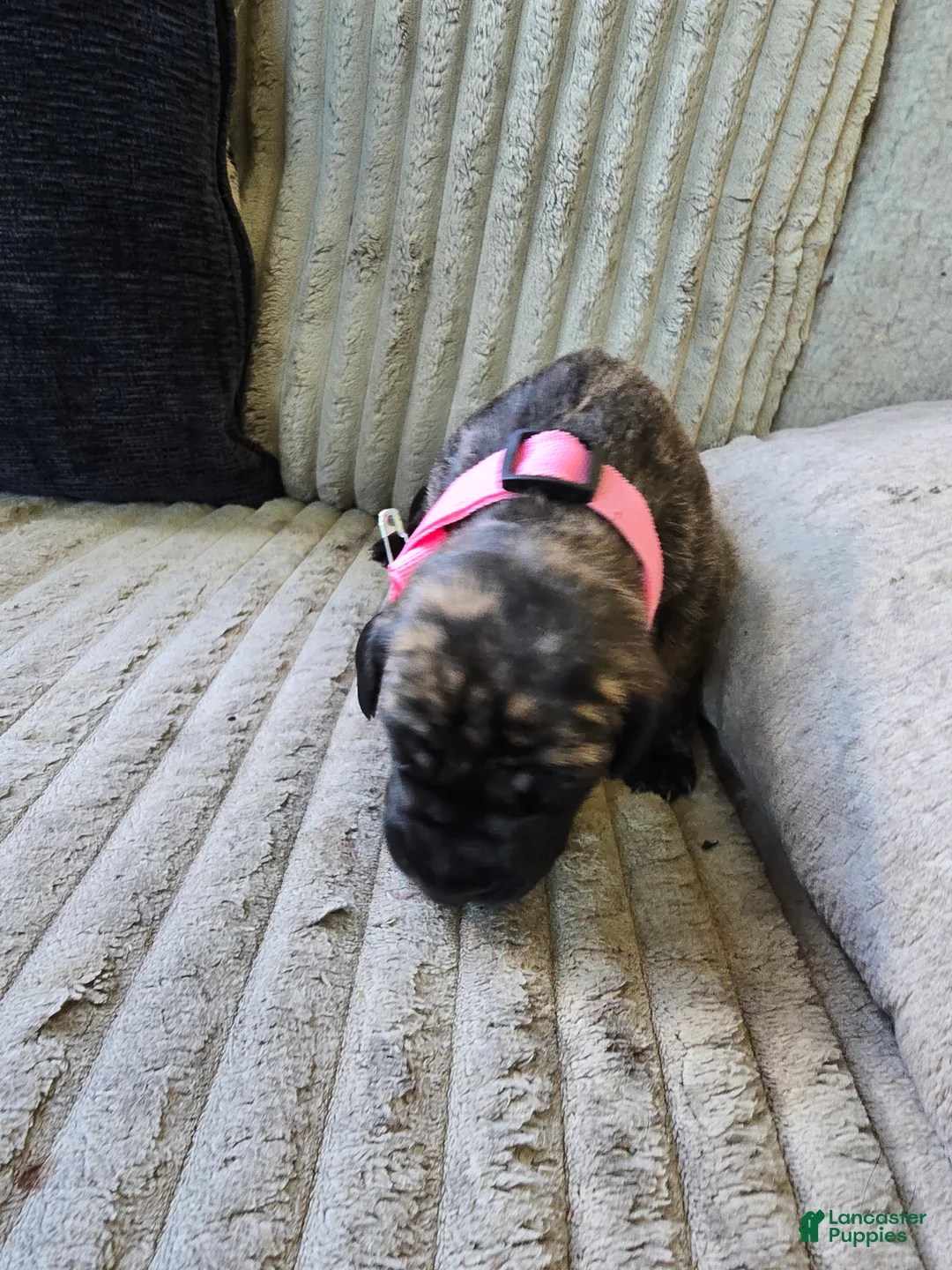 Mixed Breed dogs for sale: Pink-Full Brindle - Ad 2