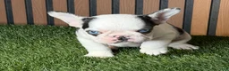 French Bulldog dogs for sale: Sushi - Ad 2