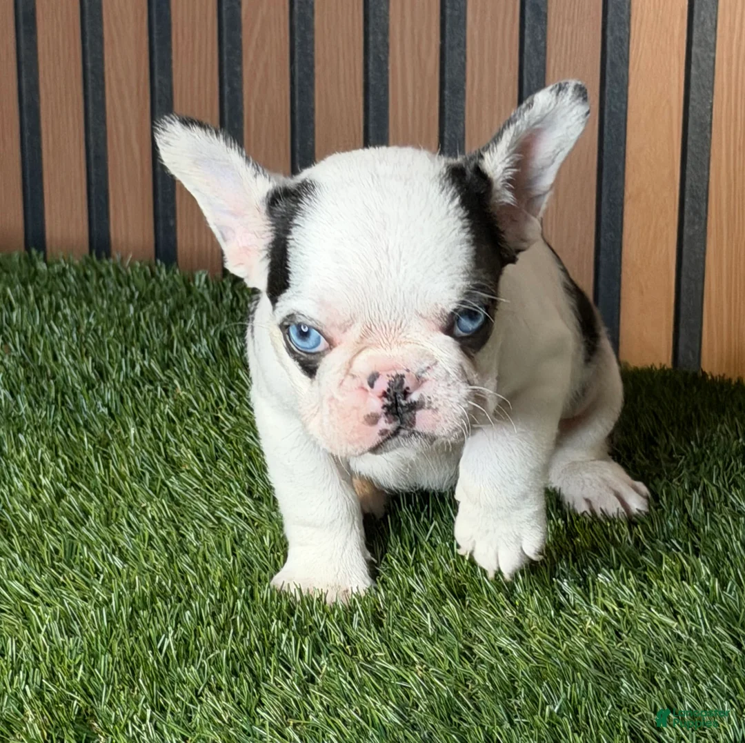 French Bulldog dogs for sale: Sushi - Ad 2