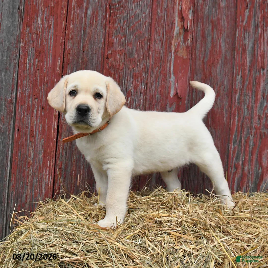 Labrador Retriever dogs for sale: Oscar - Ad 1