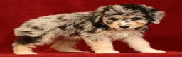 Mini Aussiedoodle dogs for sale: Cutie - Ad 6