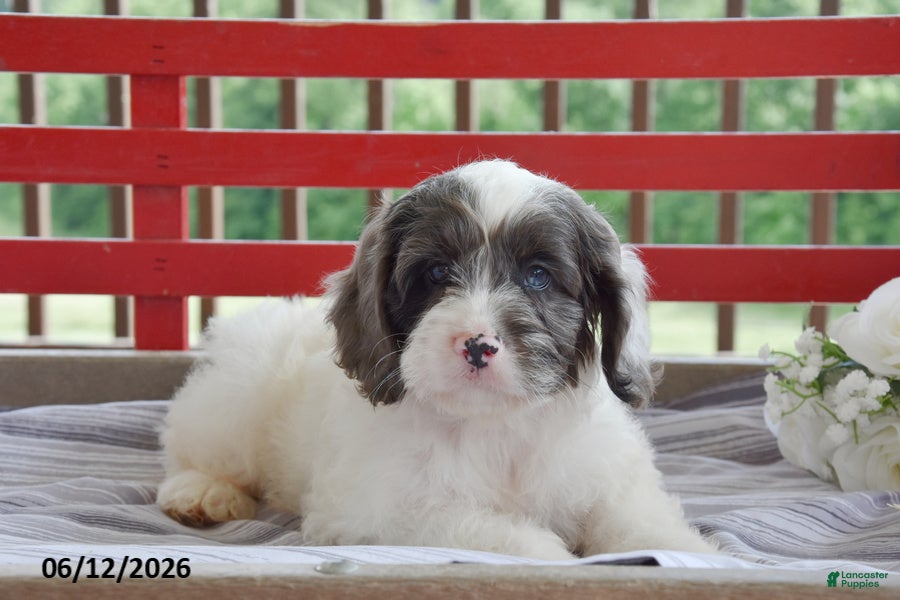 Cockapoo dogs Peter - Ad 2