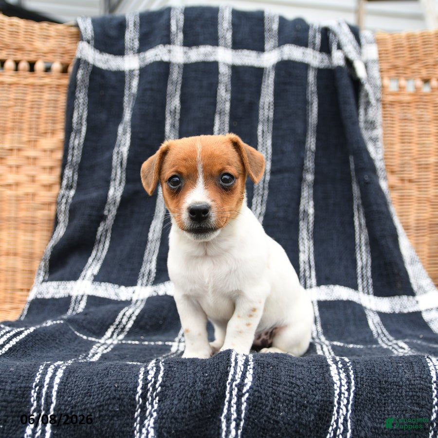 Jack Russell Terrier dogs Jenny - Ad 1