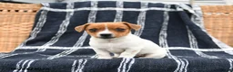 Jack Russell Terrier dogs for sale: Jenny - Ad 1