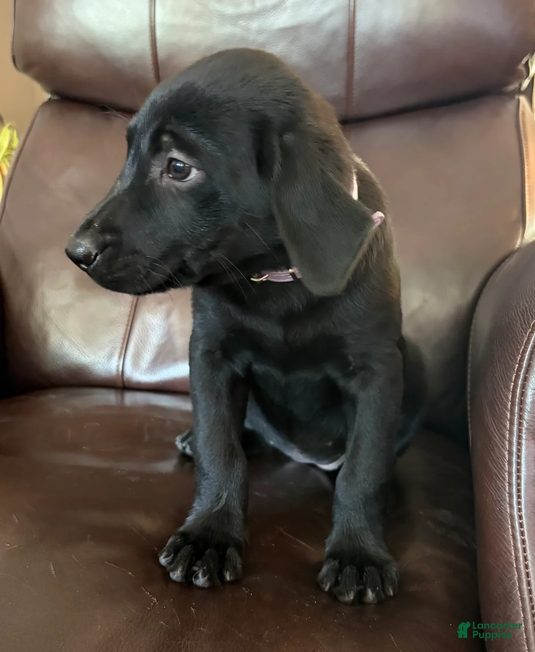 Labrador Retriever dogs for sale: Labrador Retriever 11 - Ad 1