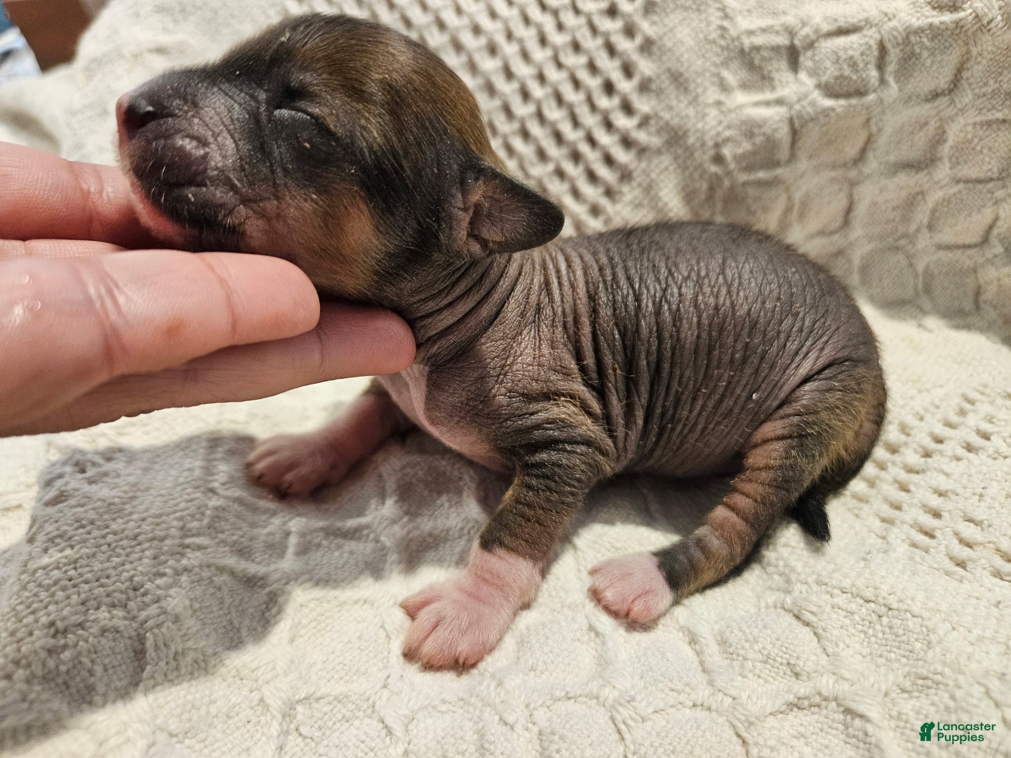 Mixed Breed dogs for sale: Dumping  - Ad 4