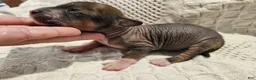 Mixed Breed dogs for sale: Dumping  - Ad 1