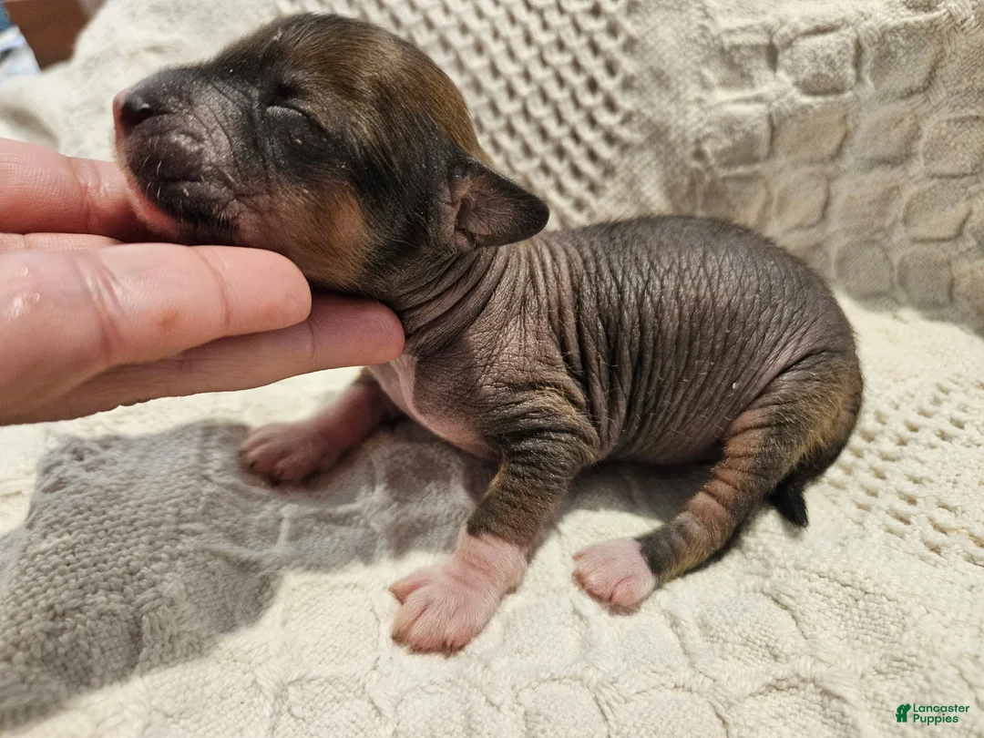 Mixed Breed dogs for sale: Dumping  - Ad 1