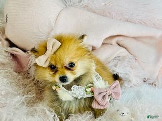 Pomeranian dogs Pomeranian Puppy 2 - Ad 22