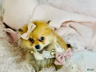 Pomeranian dogs Pomeranian Puppy 2 - Ad 28