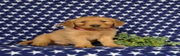 Golden Retriever dogs for sale: Mugsie AKC Registered - Ad 3