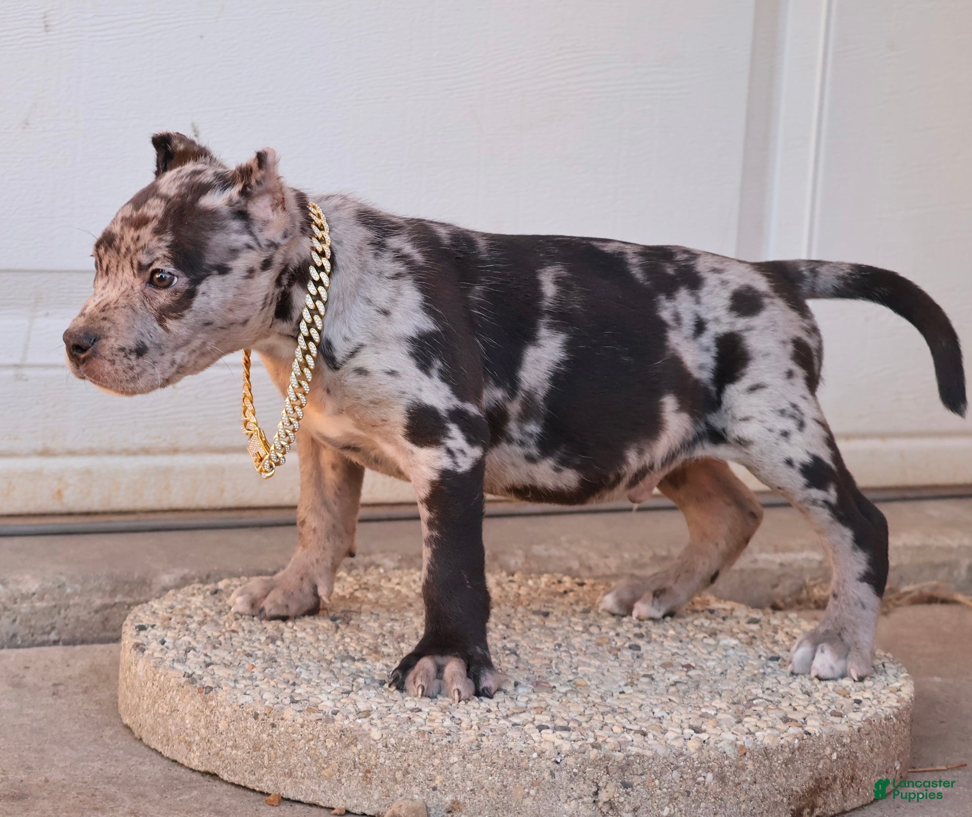 American Bully dogs Vow - Ad 2