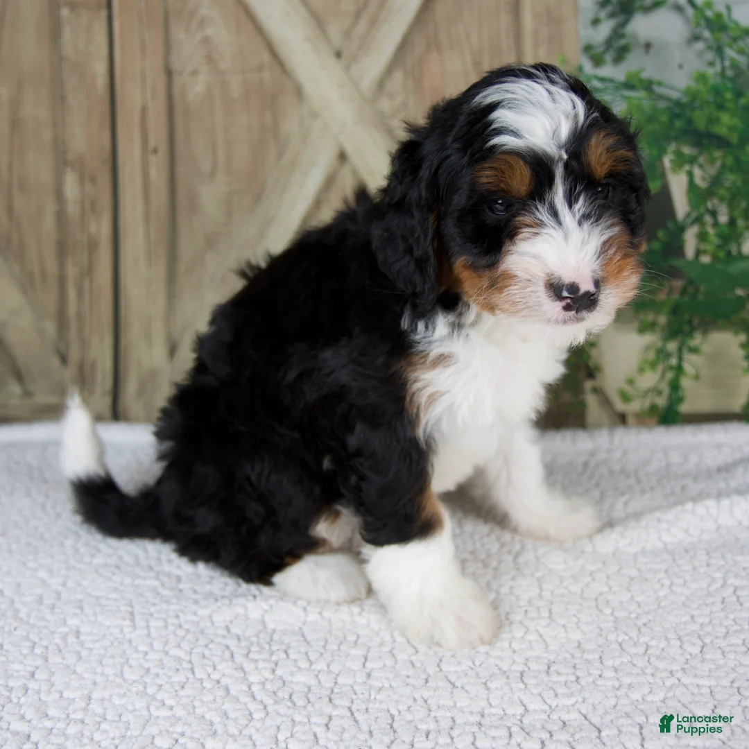 Mini Bernedoodle dogs for sale: Tina - Ad 2